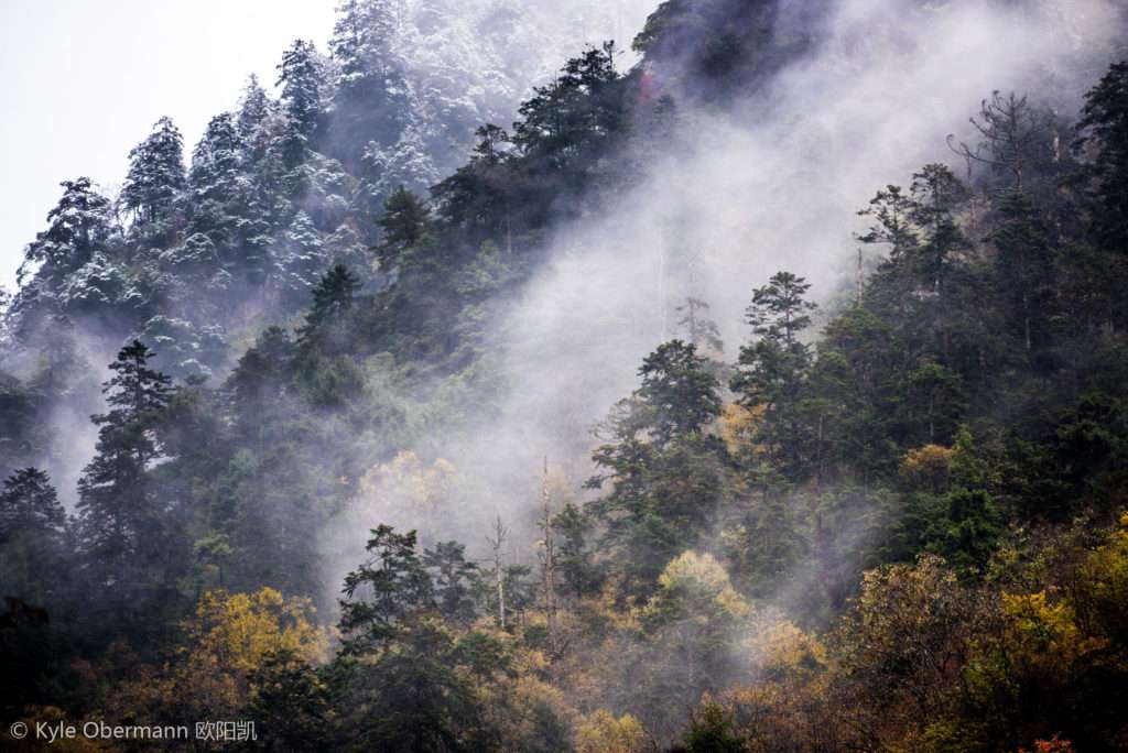 The 5 Best Places to See Wildlife in China