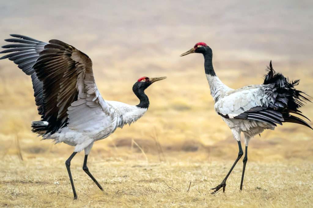 The 5 Best Places to See Wildlife in China