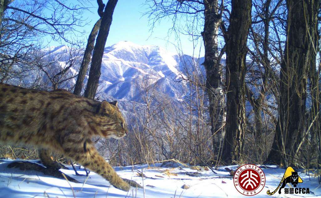 Wild Cats of China