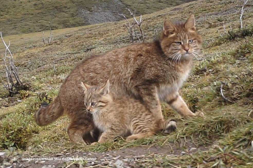 Wild Cats of China