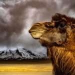 A camel resting in the Gobi Desert