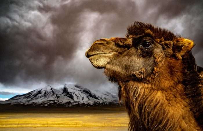 A camel resting in the Gobi Desert