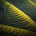 Rice Terraces in the south of China