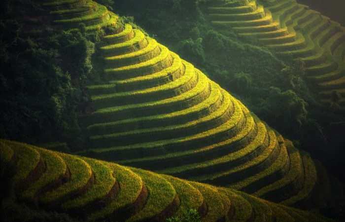 Rice Terraces in the south of China