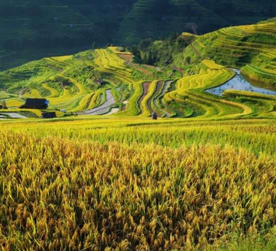 Guizhou Rice Terraces