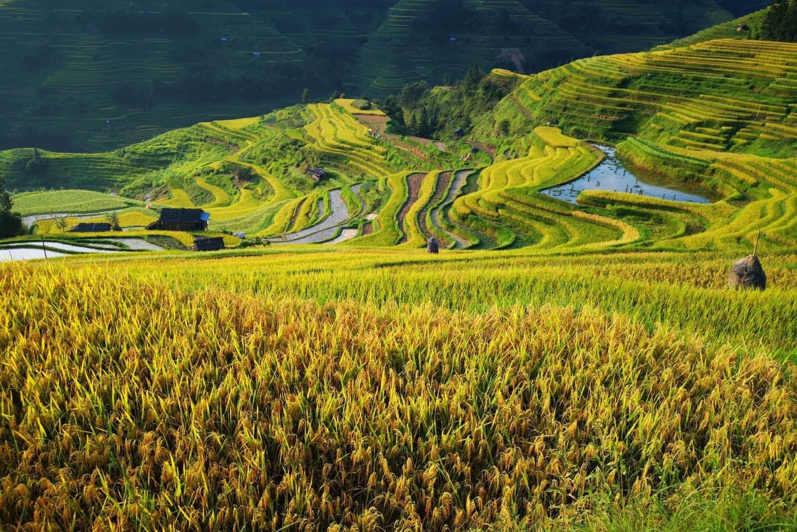 Guizhou Rice Terraces