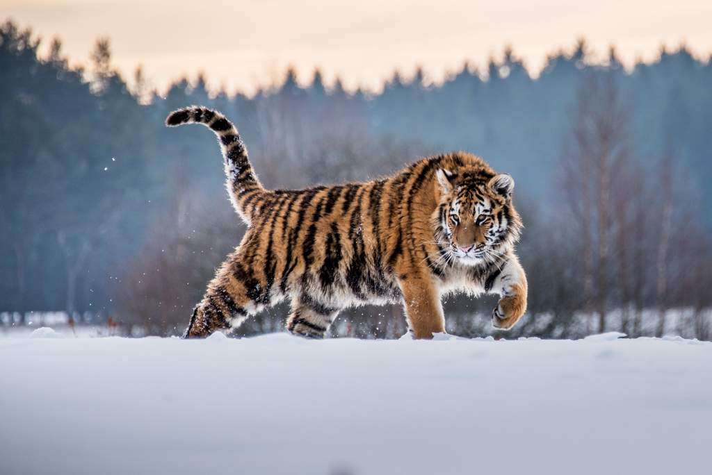 Wild Cats of China