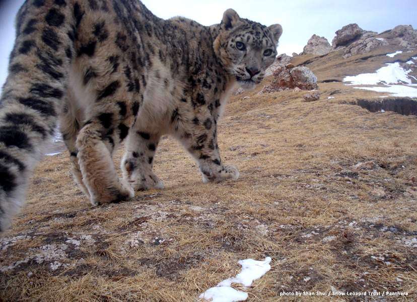 Wild Cats of China