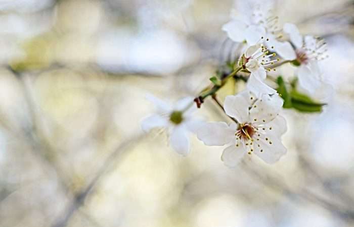 Wild Grass and Morning Blossoms Gathered at Dusk