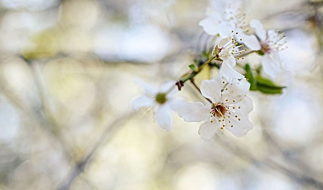 Wild Grass and Morning Blossoms Gathered at Dusk