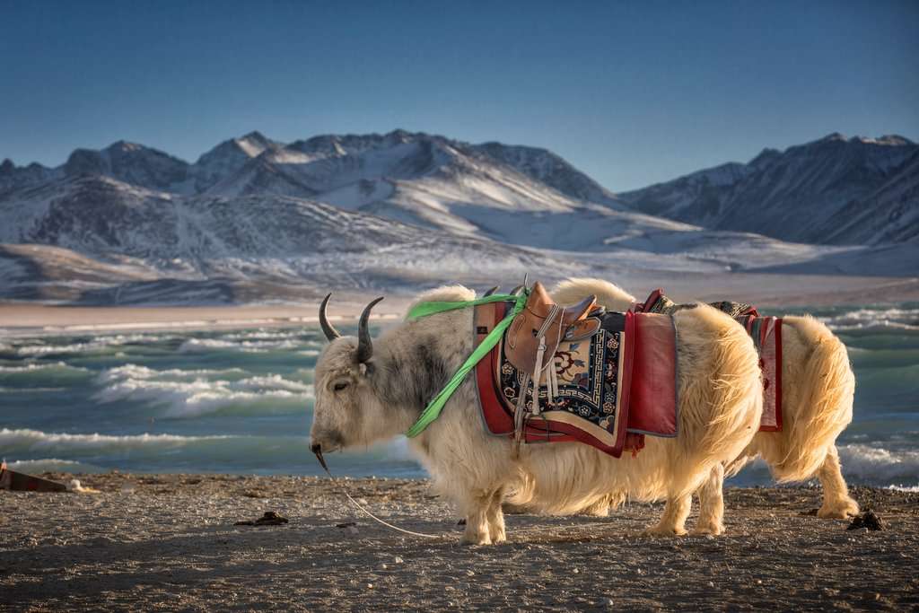 Traveling to Tibet FAQs and Tips